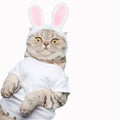 Cute funny beautiful cat with rabbit ears, Easter background with eggs. View from above. Easter background.Isolate on white