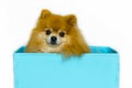 Dog sitting in orange box on white background. thoroughbred purebred Pomeranian spitz. animal shelter.