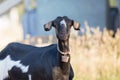 Cute and funny black goat portrait. Royalty Free Stock Photo