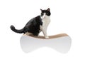 Cute, funny black and white cat sharpens claws on a scratching post isolated