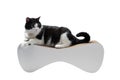 Cute, funny black and white cat sharpens claws on a scratching post isolated