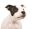 Cute and funny black and white pit bull terrier puppy dog portrait looking to the right Royalty Free Stock Photo