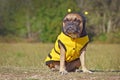 Funny brown French Bulldog dog dressed up as a bee wearing a black and yellow Halloween costume with hood and antlers Royalty Free Stock Photo