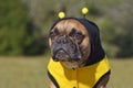 Cute and funny brown French Bulldog dog dressed up as a bee wearing a black and yellow Halloween costume