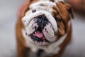 Cute funny bulldog close up. Portrait of a dog