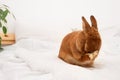 Cute funny bunny rabbit closing face,eyes with paws, shy pet grooming,crying or shamed animal,sitting on white blanket