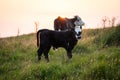 Cow and a calf at sunset Royalty Free Stock Photo