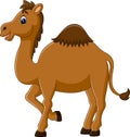 Cute funny camel Royalty Free Stock Photo