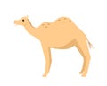 Cute funny camel, vector illustration of cartoon desert animal. isolated white background Royalty Free Stock Photo