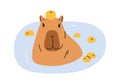 Cute funny capybara bathing in water with apples. Amusing capibara swimming, relaxing in nature. Happy capy animal, lazy