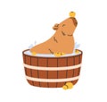 Cute funny capybara bathing in water, hot bath with fruits. Happy capy enjoying, relaxing, resting in barrel with yuzu