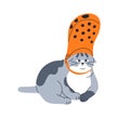 Cute funny cat. Comic feline animal with shoe on head. Fool goofy mischievous kitty. Amusing adorable confused pet. Fun