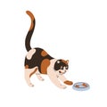 Cute funny cat at food bowl. Happy kitty pet. Adorable lovely hungry feline animal looking, staring at tasty feed. Comic