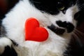 Cute funny cat holding a heart and congratulates on Valentines Day