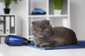 Cute funny cat lying on table in grooming salon