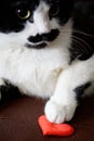 Cute funny cat offers to be friends and congratulates on Valentine`s Day. Love and relationship