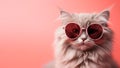 Cute funny cat in pink sunglasses on pink background. Banner template with grey furry Maine Coon cat and copy space for