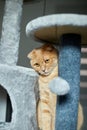 Cute funny cat playing on Furniture Scratching Deterrent Tree