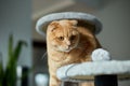 Cute funny cat playing on Furniture Scratching Deterrent Tree