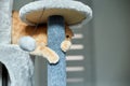 Cute funny cat playing on Furniture Scratching Deterrent Tree at home