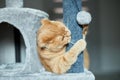 Cute funny cat playing on Furniture Scratching Deterrent Tree at home