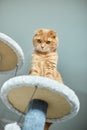 Cute funny cat playing on Furniture Scratching Deterrent Tree at home