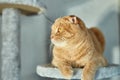 Cute funny cat playing on Furniture Scratching Deterrent Tree