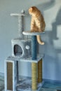 Cute funny cat playing on Furniture Scratching Deterrent Tree