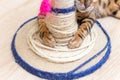 Cute funny cat is playing with a scratcher