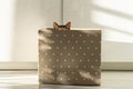 Cute funny cat sits and hides in box at home, peeking out, only ears are visible. Pet lovers. Royalty Free Stock Photo