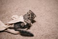 Cute funny cat sleeping on carpet at home Royalty Free Stock Photo