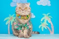 Cute and funny cat on vacation, relax. In a shirt with flowers and a Hawaiian wreath