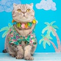 Cute and funny cat on vacation, relax. In a shirt with flowers and a Hawaiian wreath