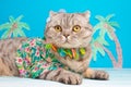 Cute and funny cat on vacation, relax. In a shirt with flowers and a Hawaiian wreath Royalty Free Stock Photo