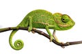 Cute funny chameleon - Chamaeleo calyptratus