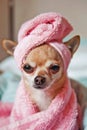 Cute funny chihuahua dog wearing towel after bath, dog spa concept. Generative ai Royalty Free Stock Photo