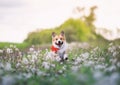 Cute funny Corgi dog puppy is running merrily through a blooming meadow with white fluffy dandelions Royalty Free Stock Photo