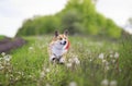 funny Corgi dog puppy is running merrily through a blooming meadow with white fluffy dandelions Royalty Free Stock Photo