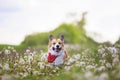 Cute funny Corgi dog puppy is running merrily through a blooming meadow with white fluffy dandelions sticking out his tongue Royalty Free Stock Photo