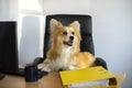 Cute funny corgi dog sits in a chair and working on a computer in the office at work place Royalty Free Stock Photo