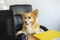 Cute funny corgi dog sits in a chair and working on a computer in the office at work place Royalty Free Stock Photo