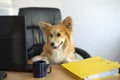 Cute funny corgi dog sits in a chair and working on a computer in the office at work place Royalty Free Stock Photo