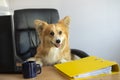 Cute funny corgi dog sits in a chair and working on a computer in the office at work place Royalty Free Stock Photo