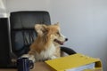 Cute funny corgi dog sits in a chair and working on a computer in the office at work place Royalty Free Stock Photo