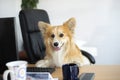 Cute funny corgi dog sits in a chair and working on a computer in the office at work place Royalty Free Stock Photo