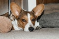 Cute and funny corgi looks at the camera at home Royalty Free Stock Photo