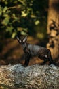 Cute Funny Curious Gray Black Devon Rex Cat sitting on fallen tree trunk in forest, garden. Obedient Devon Rex Cat With Royalty Free Stock Photo