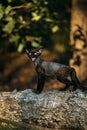 Cute Funny Curious Playful Gray Black Devon Rex Cat sitting on fallen tree trunk in forest, garden and meowing. Obedient Royalty Free Stock Photo
