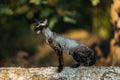 Cute Funny Curious Playful Gray Black Devon Rex Cat sitting on fallen tree trunk in forest, garden and meowing. Obedient Royalty Free Stock Photo