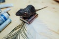 Cute funny curly puppy rat Sits on a miniature book on a wooden table with a feather., closeup. Royalty Free Stock Photo